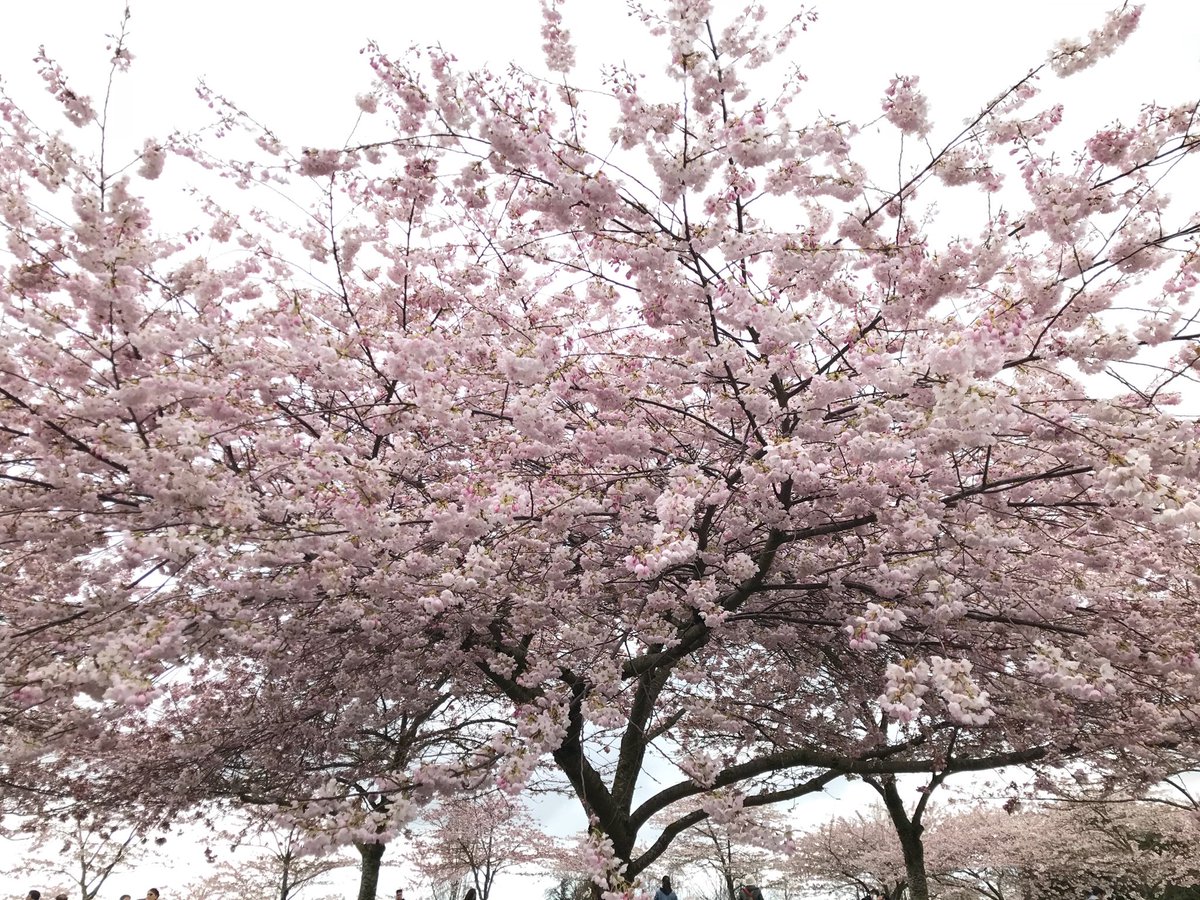 #SakuraYVR #Sakura #vancherryblossomfest #TelusPureFibre