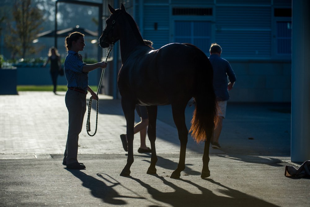 Aushorse_TBA's tweet photo. #Easter18 ... bring it on! Sharon Chapman captures the inspection action from Inglis' Riverside Stables https://t.co/WAUSmEMbWN