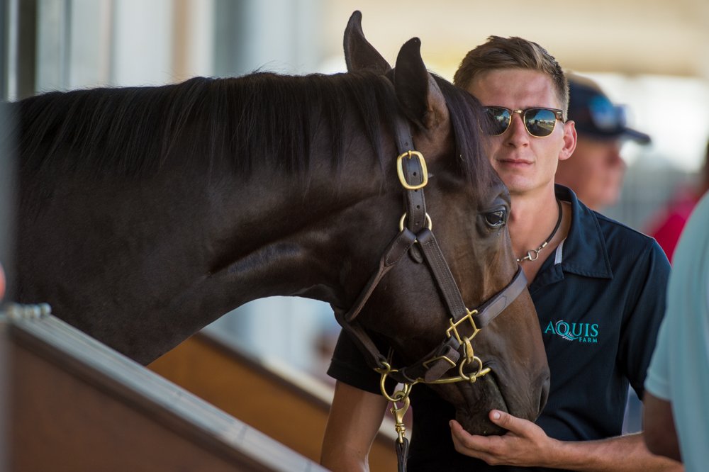 Aushorse_TBA's tweet photo. #Easter18 ... bring it on! Sharon Chapman captures the inspection action from Inglis' Riverside Stables https://t.co/WAUSmEMbWN