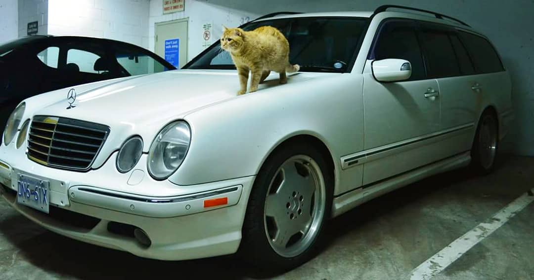 BenBenCatCat's tweet photo. 1st pic. "Dad this is my car now! Let's go for a car ride!!!!"
2nd pic. "Ummmmm not in the back seat though, thanks. I'm supposed to drive". #benbencatcat #benbensbenz #nobenyoucantdrive #youareacat #dontstandonmyhood #scratchinpaint #ffsben #amgforlife #s210 #amg #e55 #mercedes https://t.co/fcBpV7CGII