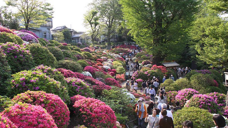 TimeOutTokyo's tweet photo. Catch some pretty blooms at the Bunkyo Azalea Fest. https://t.co/5O3hmCYFcx https://t.co/9FfZLuOzLz