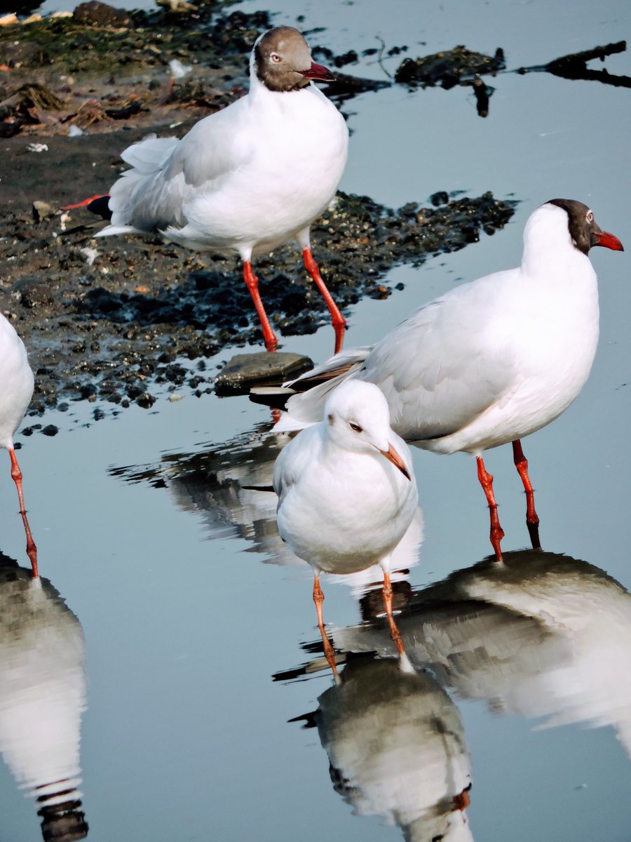 kalukhe's tweet photo. Seagulls @ mini seashore https://t.co/N9talK1b2A