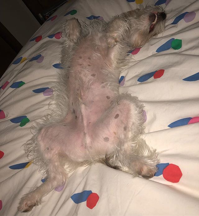 LesKnits's tweet photo. This dog. Snoring and twitching and upside down. I just can’t even… 💕
#Keepergram #dogsofinstagram #foxwarrenterriers #prtsofinstagram https://t.co/BLPz03TfM8 https://t.co/XU2F3A5Y9J