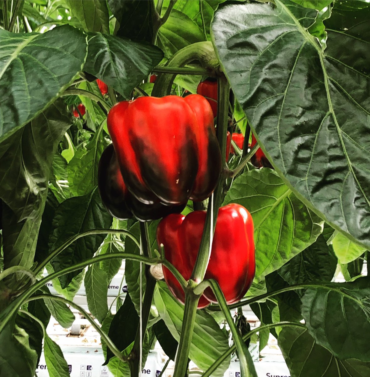 mderooijfoto's tweet photo. #paprika #champignon #someren #indekas #openkasdagen https://t.co/ITH9qC6g5U