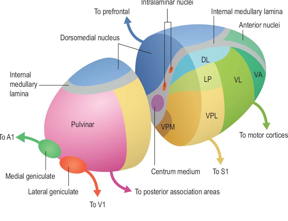 ebook Neuroendocrinology. Volume I 1966
