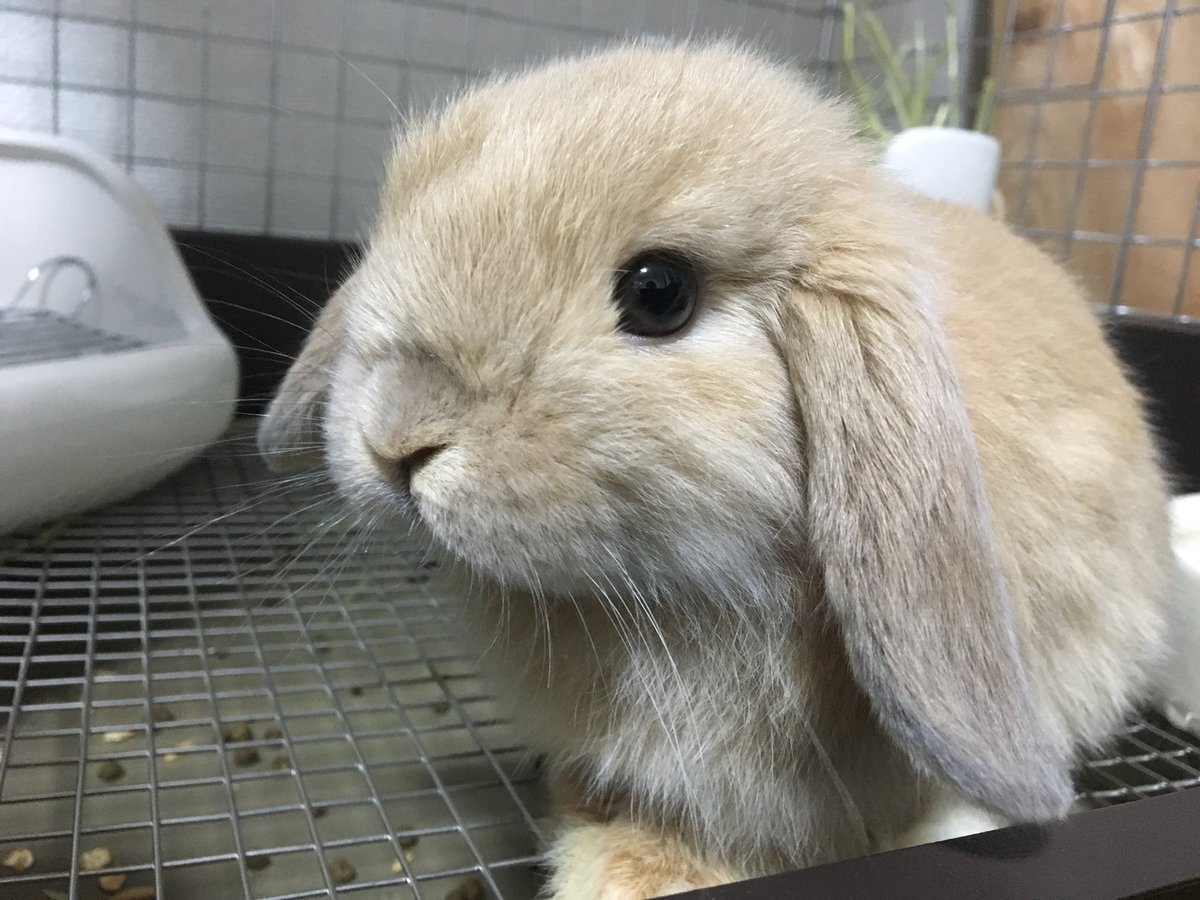 うさうさラビトリー亀有店 Auf Twitter 初投稿はマッスルの画像にて 品種 ホーランドロップ 性別 雄 色 クリーム 名前 マッスル