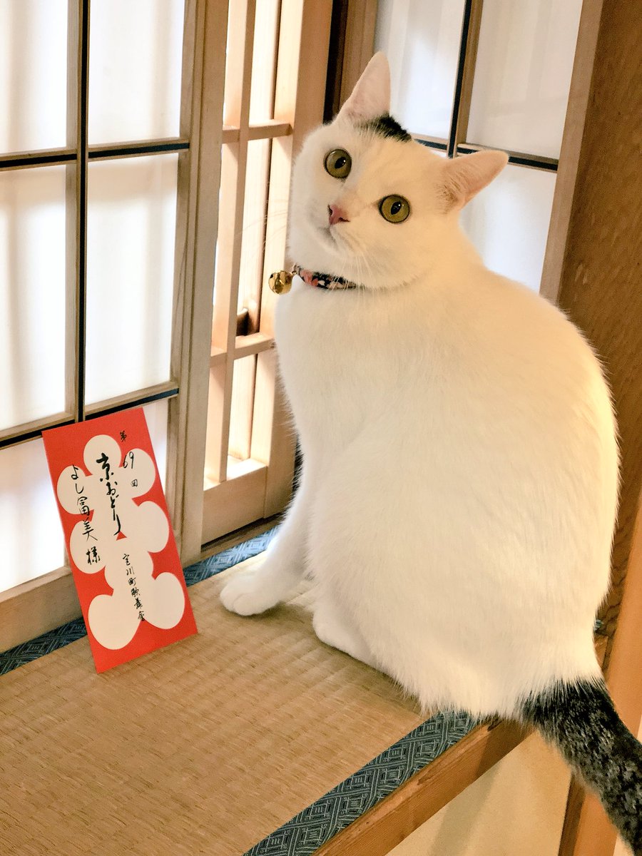 YOSHIFUMI01's tweet photo. 京おどりも中日を過ぎまして、あと一週間どす(^^)
#京おどり #宮川町 https://t.co/H7jOZpqcYI