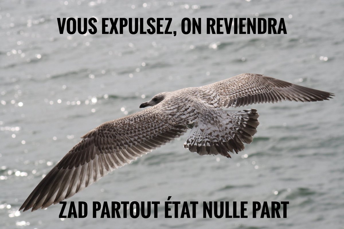 AnimauxAnar's tweet photo. Tout notre soutient aux zadistes de NDDL actuellement sous les matraques policières de l'expulsion. https://t.co/WUjJJn96JH