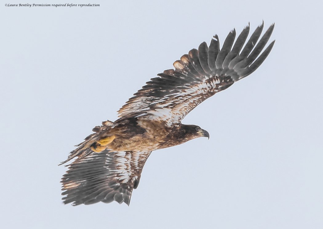 ABBestphotos's tweet photo. #strengthsunday I desperately needed inspiration around strength & I know many others do too. I was surrounded by eagles, hawks & had a very intimate but not captured visit from a great horned owl at in laws. Young #baldeagle here,seen on upcoming Raven River Conservation project https://t.co/LHPGyoRVxm