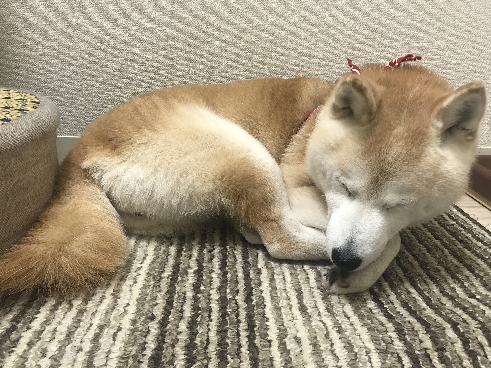 保護犬カフェ東道頓堀 Twitter Search Twitter