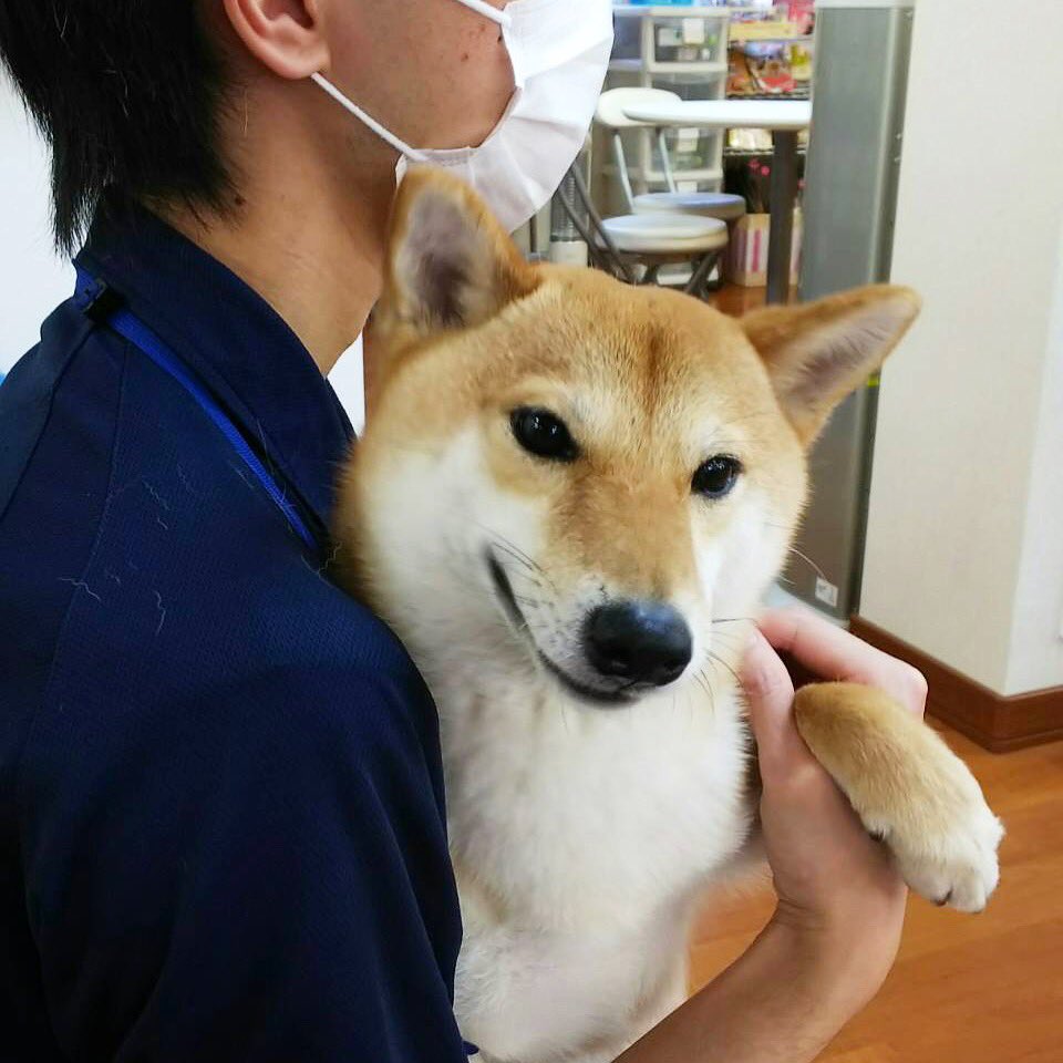 marutarou1016's tweet image. きょう、お志事がおわったら、テンチョーさんとおでかけしますワン☺️

#何でも『よぼうせっしゅ』というのに行くらしいですよ
#サラリーマン柴犬
#はたらく柴犬
#柴犬
#siba