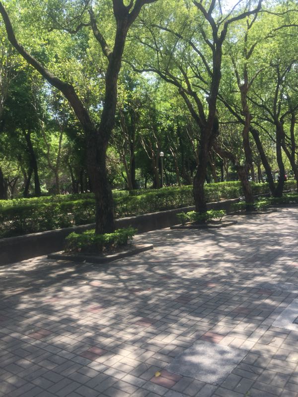 sir0174891's tweet photo. お天気すごくいいからちょっと散歩してきた https://t.co/Fx7XRZUrJ2