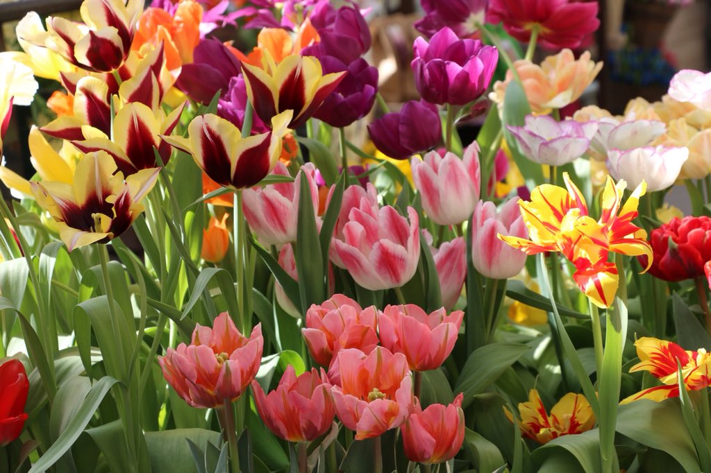 We love the colors of Spring 

tulipfestivalamsterdam.com
⠀⠀⠀⠀⠀⠀⠀⠀⠀
#amsterdam #tulips #travel #bucketlist #flowers #spring #keukenhof #welovetulips #holland #flowergram #garden #flowerbulbs #festival #europe #netherlands