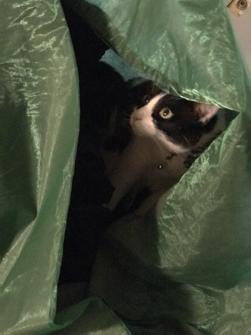 Bowie 💕 https://t.co/dwDzAc4H2E<a href="/tag/mvsales"class="tags"><span>#mvsales</span></a>