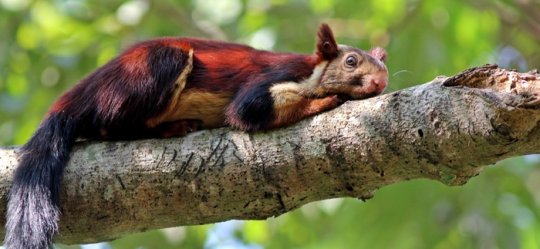 NeverLookidly's tweet image. HELLO!!! This is a public service announcement! The indian giant squirrel is a big beautiful friend!!! THANK YOU FOR YOUR TIME!!! #VERYIMPORTANT #ANNOUNCEMENT