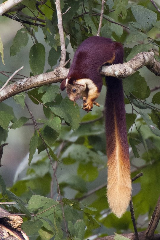 NeverLookidly's tweet image. HELLO!!! This is a public service announcement! The indian giant squirrel is a big beautiful friend!!! THANK YOU FOR YOUR TIME!!! #VERYIMPORTANT #ANNOUNCEMENT
