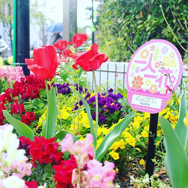 一人一花運動 En Twitter 2月14日に ウェルカムガーデン姪浜駅南 の皆さんの植え付けてもらった 西区役所の花壇です 色とりどりの花が 春の温かい陽射しを浴びています 一人一花 福岡市 福岡市西区 西区役所