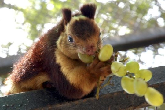 NeverLookidly's tweet image. HELLO!!! This is a public service announcement! The indian giant squirrel is a big beautiful friend!!! THANK YOU FOR YOUR TIME!!! #VERYIMPORTANT #ANNOUNCEMENT
