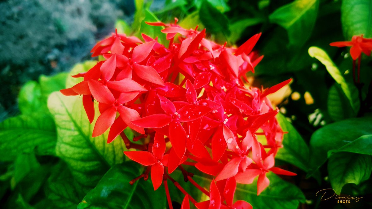 dionizy_shots's tweet image. Bustani...
#pichazasimu 
#SamsungNote5