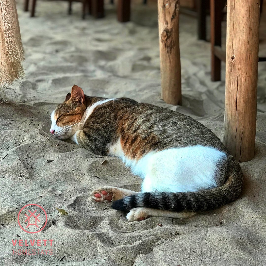 VHomestays's tweet photo. Aahh, the susegaad life!All about contentment &amp; enjoyment,this relaxed approach towards life is quintessential Goa.This calls for a visit to Goa,making the most of life just as the locals do, filled with sunny days, sandy beaches, delicious delicacies and leisurely afternoons! https://t.co/LRgxZDIJHC