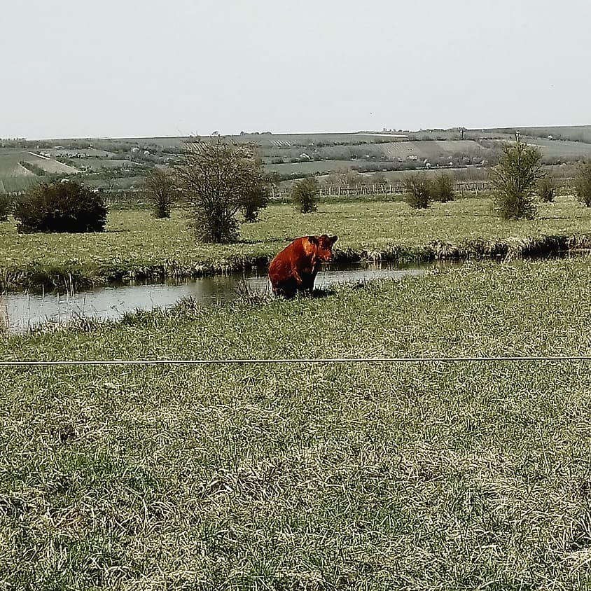 Download Spruch wein freunde For Free Spruch Wein Freunde