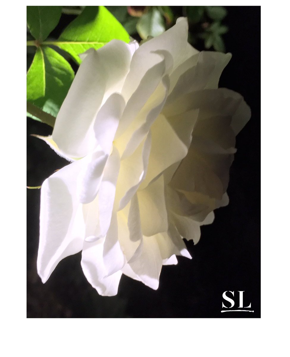 slgparrish's tweet image. “NIGHTLIGHT” @VisitOKC @TerritoryOKC @okgazette @ArtexpoNewYork @RosewoodHotels @ArtSantaFe @artsandiego_ #slgparrish #photographers #NapaValley #photography #Austin #dallasart #artlife #nature #okc #flowerphotography #artnowokc #happyspring #spring