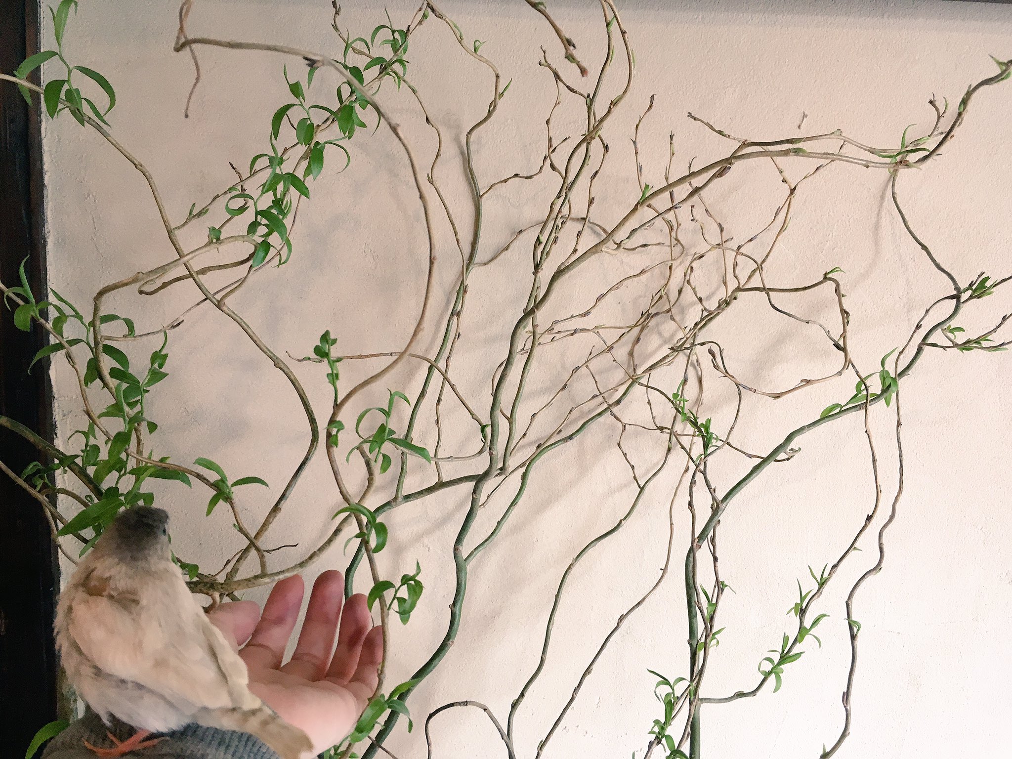 Twitter पर ひなた Hinata Zakka Net 喫茶席の雲竜柳 葉っぱが出て来て楽しいです 新芽の時期を買い逃したと思ったのですが たまたま見つけました 小鳥イベントが終わったら 錦華鳥達の遊び場を作ってあげよう Twitter पर ひなた Hinata Zakka Net 喫茶席の雲竜柳 葉っぱが出て来て楽しいです 新芽の時期を買い逃したと思ったのですが たまたま見つけました 小鳥イベントが終わったら 錦華鳥達の遊び場を作ってあげよう