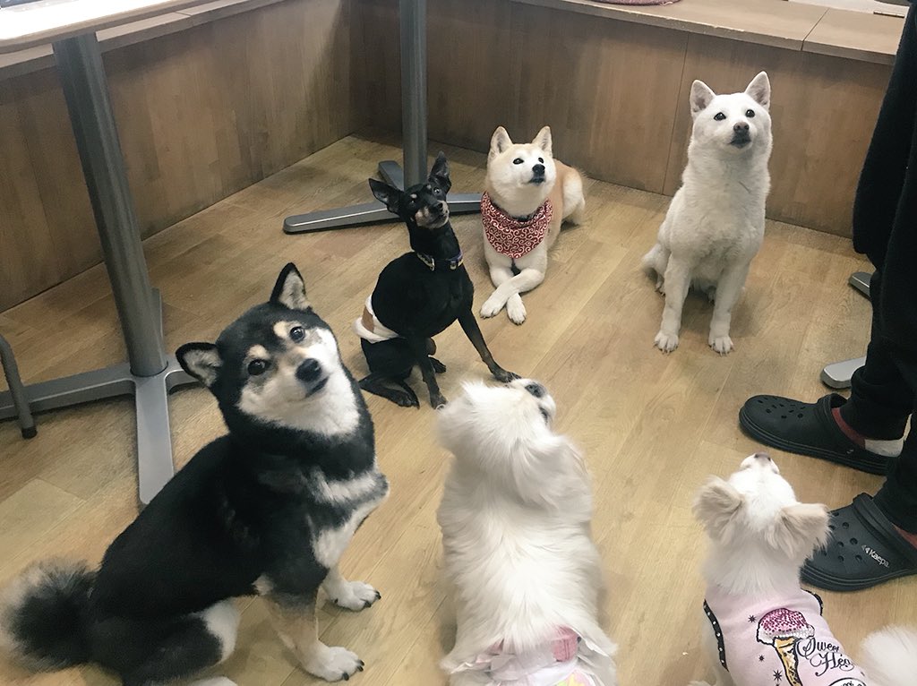 保護犬カフェ東道頓堀 保護犬カフェ東道頓堀