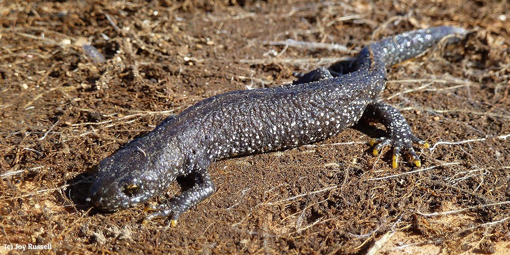 WildlifeTrusts's tweet photo. The amphibious Great Crested Newt spends most of its life on land, so protecting terrestrial habitat is just as important as conserving water sources #LoveWildlife https://t.co/Q0xUsAQtnW