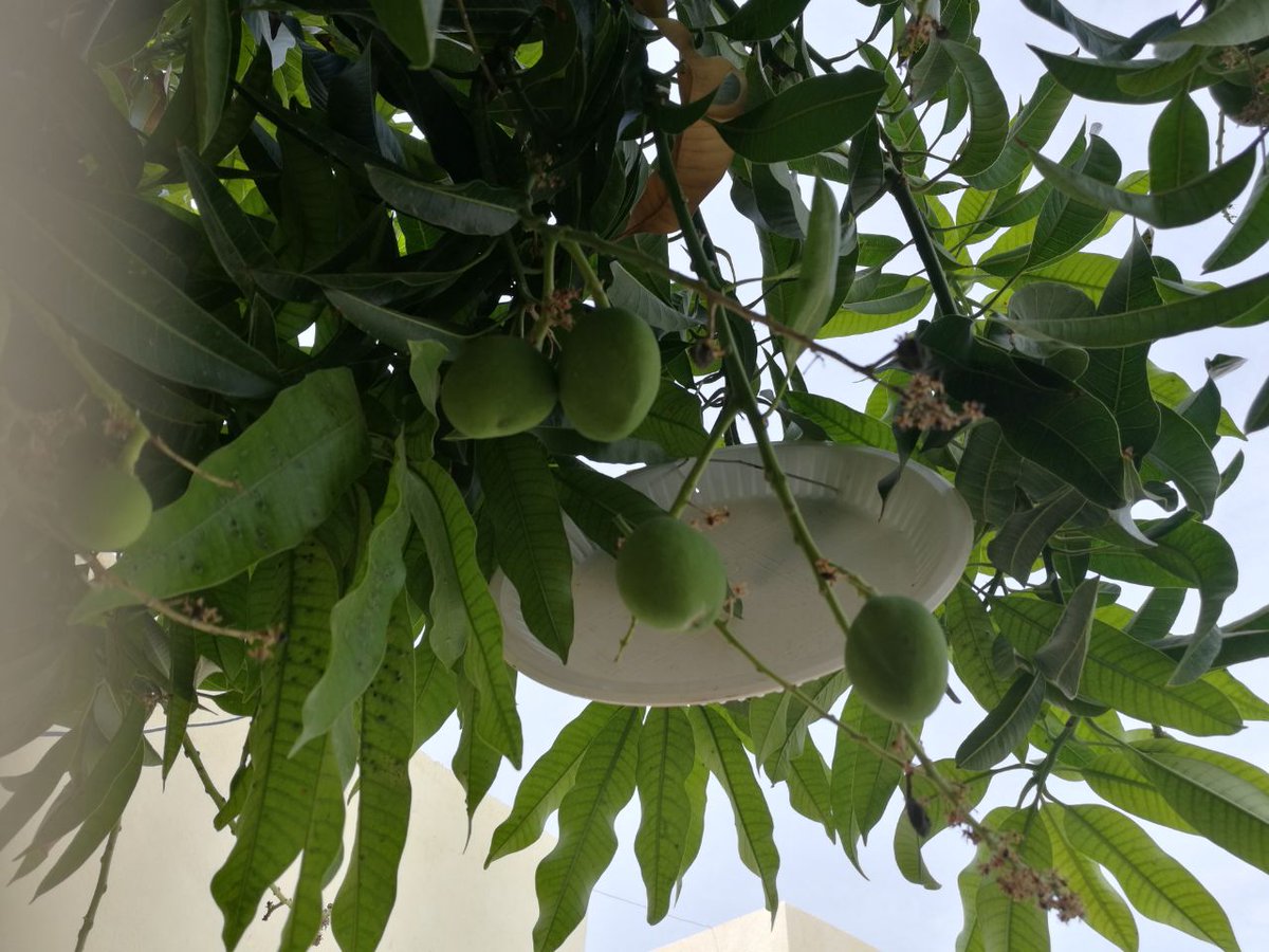 الأمبا وعرفناه

بس ايش سر الصحون البلاستيكيه معها

#المنتجات_الزراعية 
#قروب_عُمان_للدعم