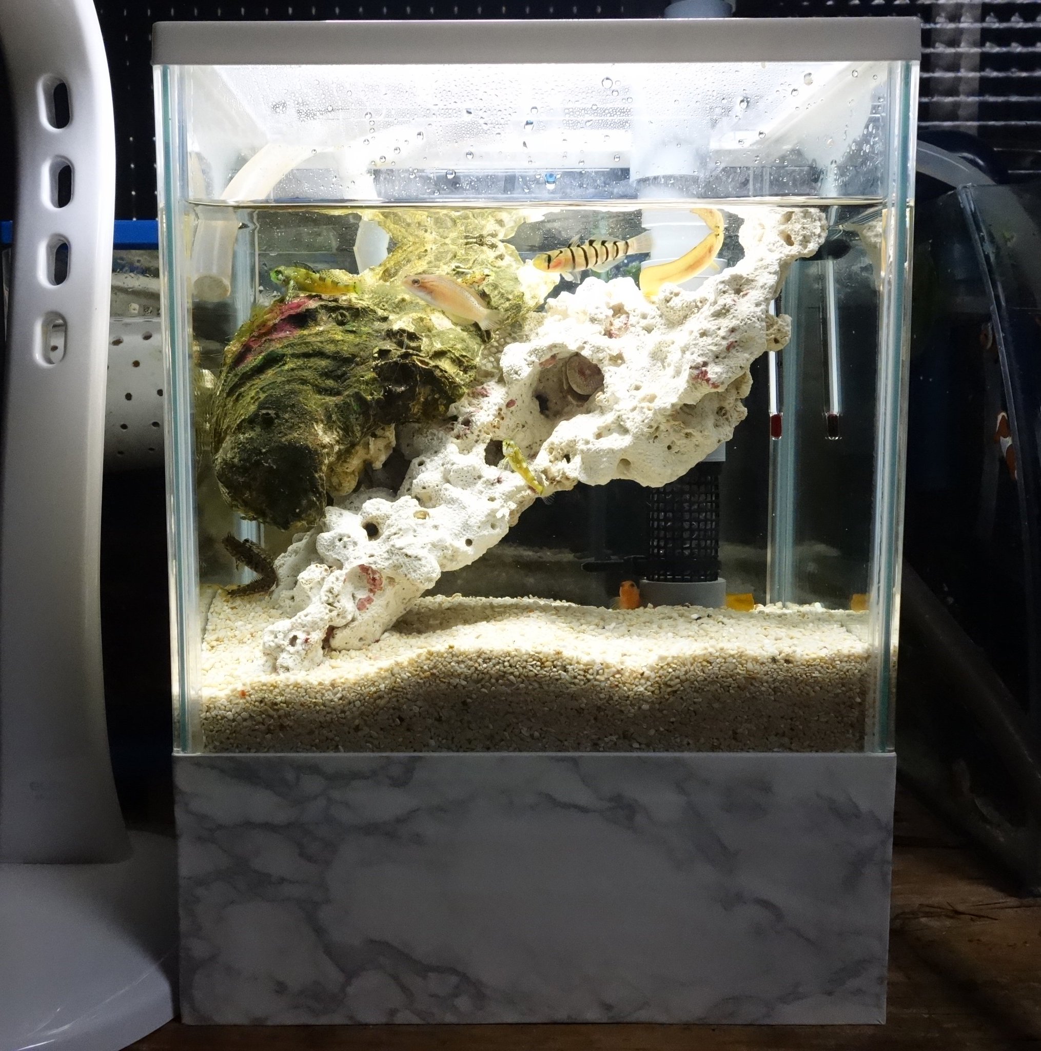 緑川美帆 G River 大理石水槽ができました Gexの23cmメダカ水槽 後は全部ダイソー ダイソーの板 角棒 ウッドパテ トールペイント絵具 大理石風シートで500円 あとボンドと釘と 板と水槽はグルーガンで接着しました にょろにょろさんたちをお引越し 緑川美帆 G River 大理石水槽ができました Gexの23cmメダカ水槽 後は全部ダイソー ダイソーの板 角棒 ウッドパテ トールペイント絵具 大理石風シートで500円 あとボンドと釘と 板と水槽はグルーガンで接着しました にょろにょろさんたちをお引越し