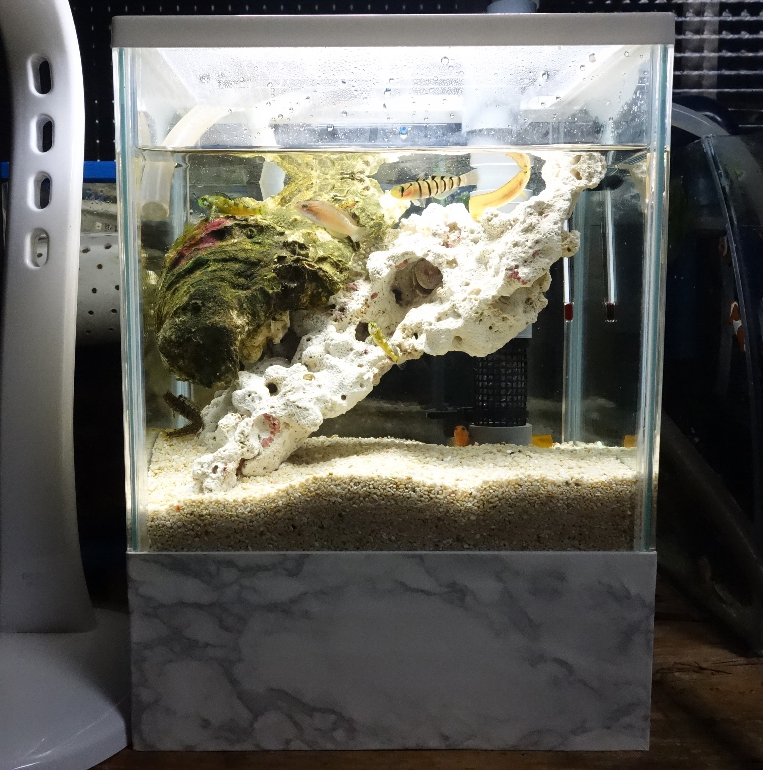 G River 大理石水槽ができました Gexの23cmメダカ水槽 後は全部ダイソー ダイソー の板 角棒 ウッドパテ トールペイント絵具 大理石風シートで500円 あとボンドと釘と 板と水槽はグルーガンで接着しました にょろにょろさんたちをお引越し