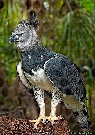 tremal24's tweet photo. I need one!!!! And I would name him Charles! https://t.co/lKTZ91iW2y