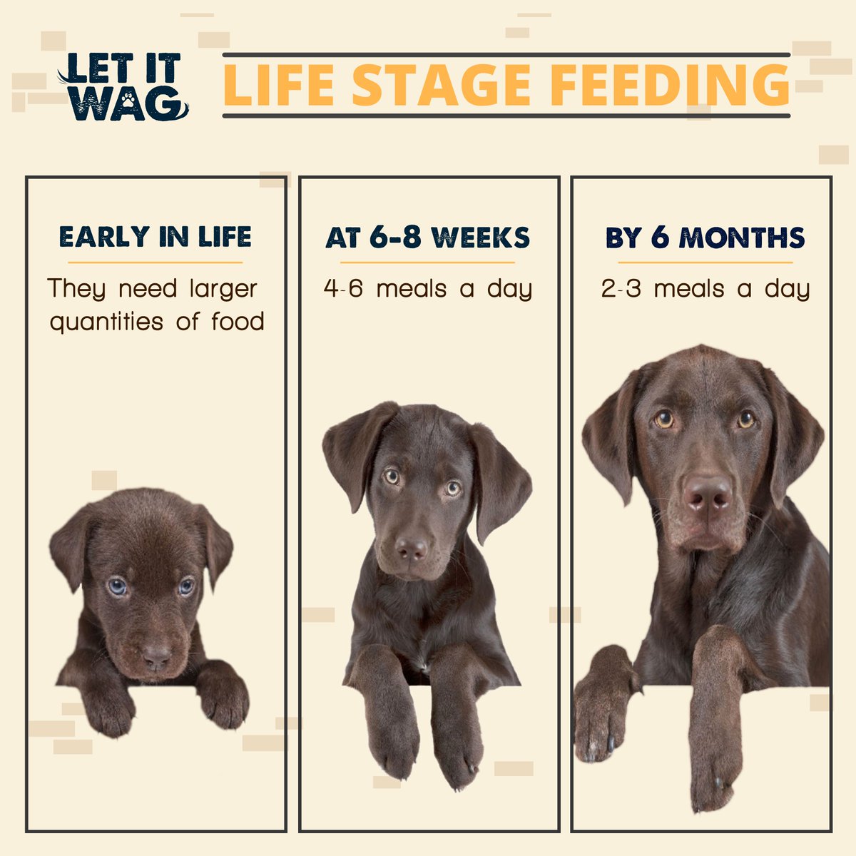 LetItWagApp's tweet photo. The feeding stage of a dog is very important for their growth and body development, they need to be updated regularly. Share the information with your friends and have a healthy and happy family!

#Letitwag #Supportletitwag #feedingstage #Dogsgrowth #bodydevelopment #RESCUEDOGS https://t.co/8ZM8mYSUQR