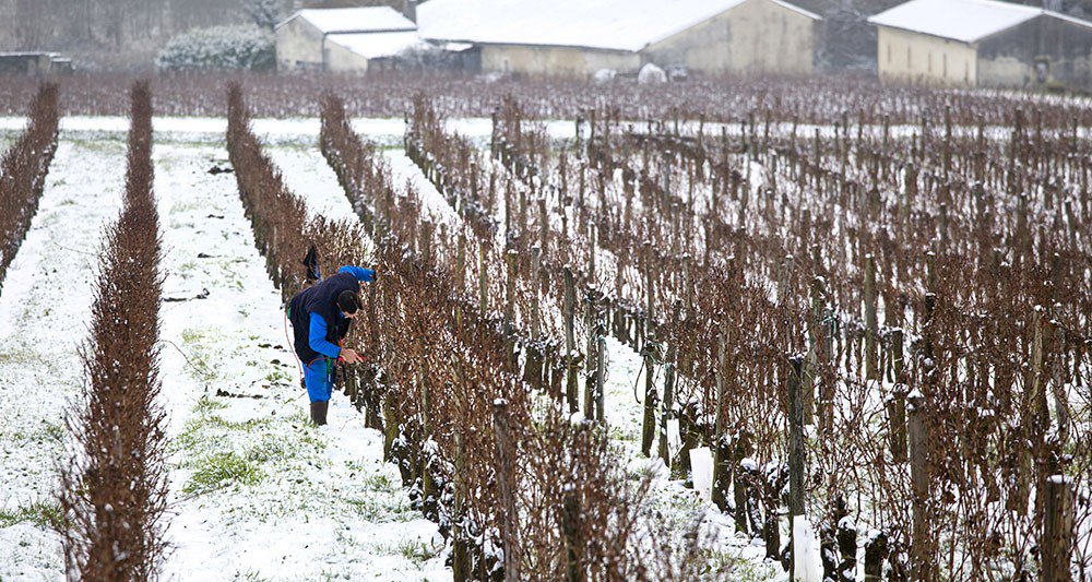 WineMorning's tweet photo. 5️⃣ : [#Vin] A Bordeaux, les miraculés du #gel de 2017 présentent un millésime attractif !

✳️ https://t.co/FI6H0pkXYb
#WineMorning 🍷⚡️

🔗 @LesEchos @VinsdeBordeaux #viticulture #primeurs2017 https://t.co/iYc7aGdP4h