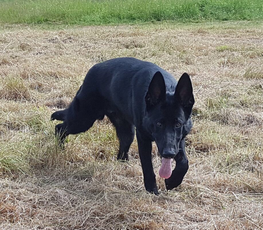 On only his 2nd tour of duty, PD Wez detains a male from a stolen vehicle in Oldbury. Not only was the male already wanted for other offences but he also mistakenly thought he could out run the dog... #mistake.         Well done that team!
