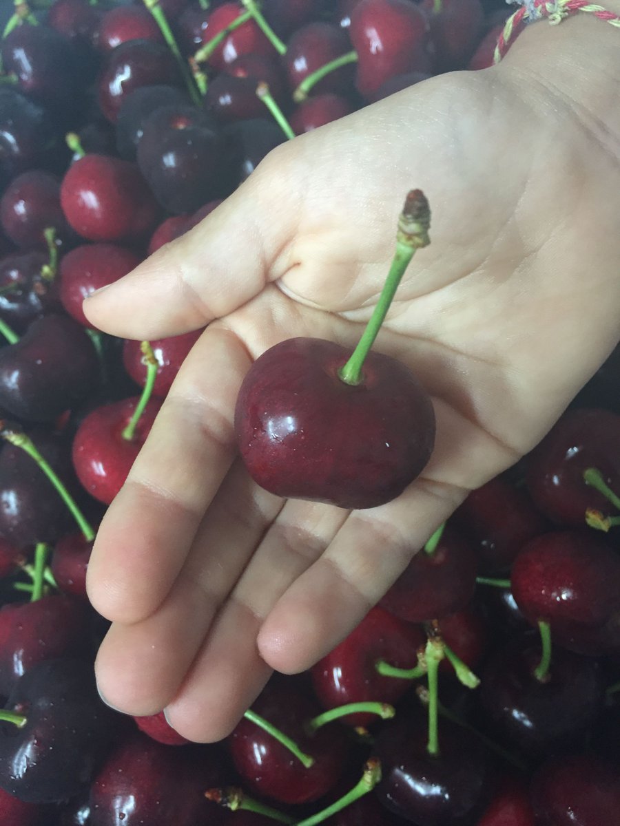 frutadeverdad's tweet photo. Consumir 200 gr. de cereza al día ayuda a la prevención de enfermedades y nos pone guapos a rabiar gracias a sus antocianinas, antioxidantes naturales y con super poderes. 
#cerezas #queganasdequelleguelatemporada #quieroponermeguapo https://t.co/csSVdkH2Zp