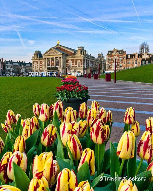 travseekers's tweet photo. Another #tulips shot from #amsterdamcity #amsterdam . Spring is certainly coming! https://t.co/nkBFc3xyC3