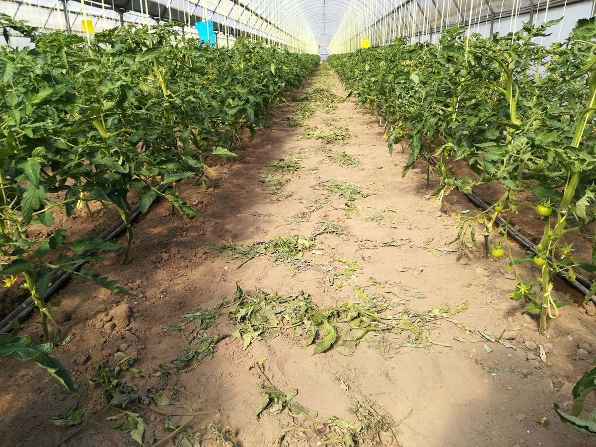 DeSangosseIB's tweet photo. Aprendiendo de nuestros agricultores y valorando juntos la solución que mejor se adapte a sus necesidades. 
En esta ocasión evaluamos #CIGOBCOMPLEX en tomate ecológico 🍅 con #agromeliana
¡Feliz lunes!
📲https://t.co/cp4tyNxNBB

#desangosseiberica #agricultura #nutriciónvegetal https://t.co/INYEIP3SxC
