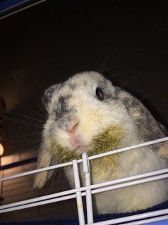 ThePetsDialogue's tweet photo. It's a little harder to tell if these guys are actually sick, but here are some quick tips! Read more: https://t.co/lSHAeYLRe1 

#rabbit #rabbits #Bunny #BunnyTalks #AnimalWelfare #animalteam #animallovers #animaloftheday #rabbitsofinstagram #rabbits_of_instagram #CuteAnimals https://t.co/DTcm1BCqAN