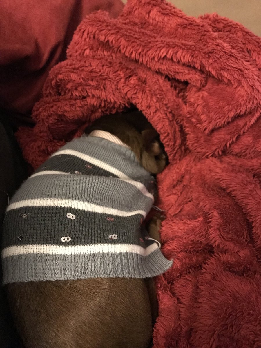 RockingReezy's tweet photo. My animals are perfect for this! https://t.co/OiQ69Sgv5M