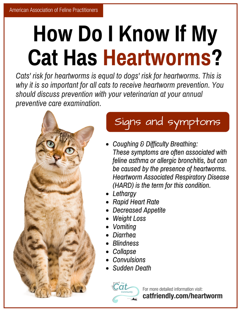 April is National Heartworm Awareness Month.
1 in 4 cases of heartworm occurs in cats that live indoors. Since mosquitoes can get inside, indoor cats need protection, too. bit.ly/2pONEi5