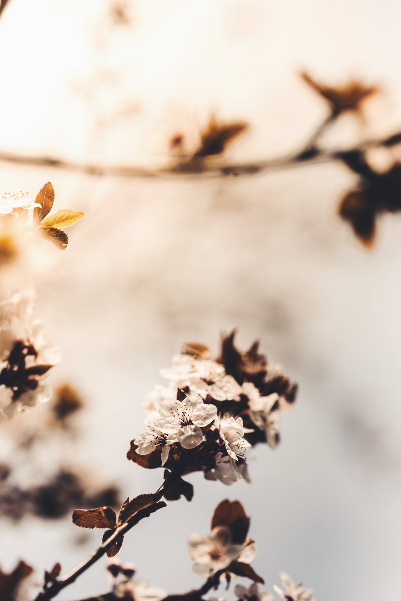 LukasLitt's tweet photo. Hallo Frühling! 🌸💚

📷Instagram: Luzudemkas https://t.co/PWynlYLefu