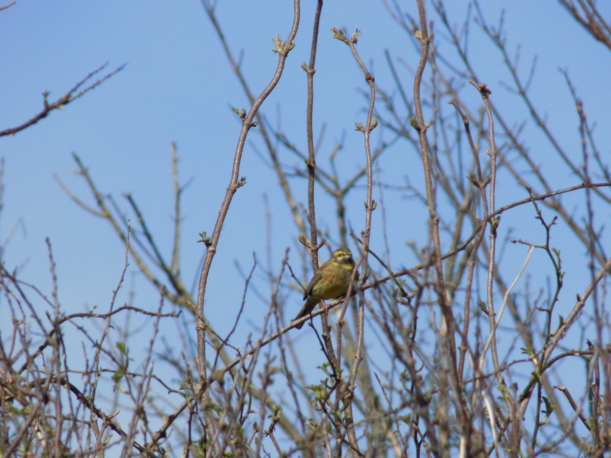 ecologisttom's tweet photo. First cirl bunting of the year!
#cirlbunting #berryhead #birding #richardgreenecology https://t.co/rBvENLCIoO