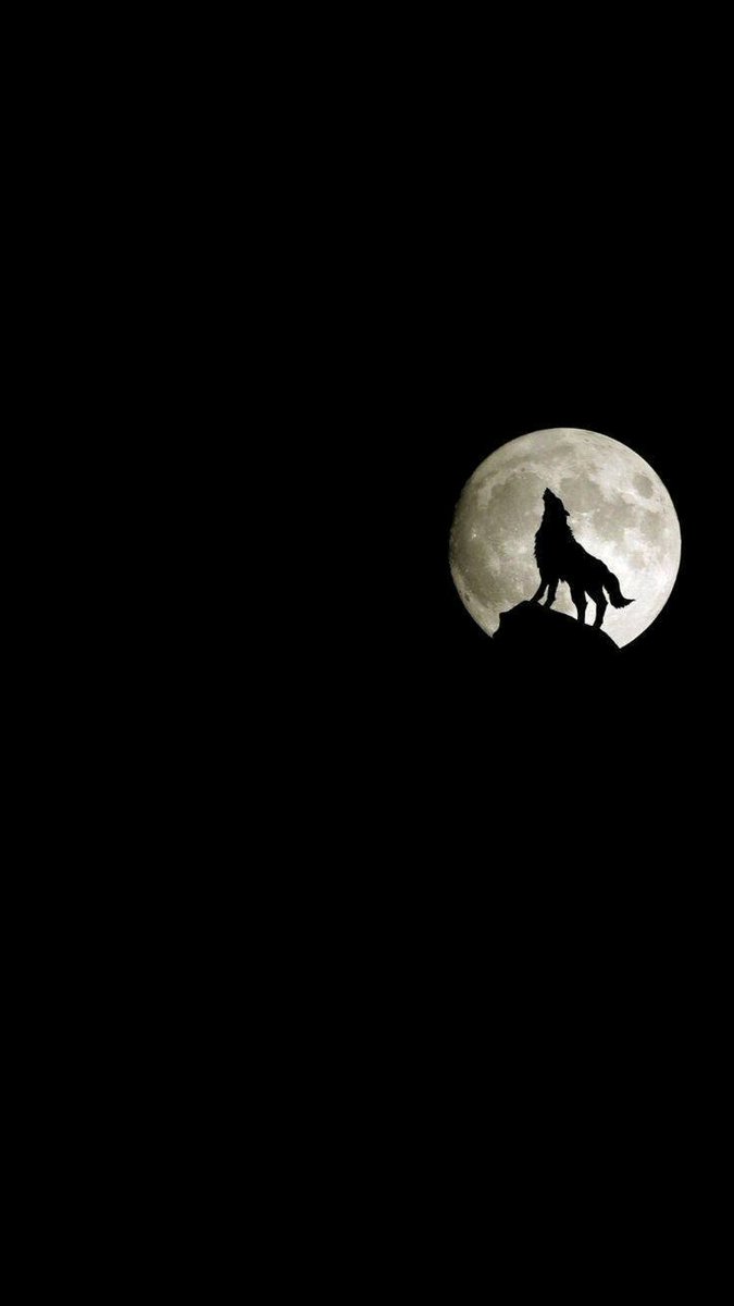 ° ŁONE • WØLF.🐺 ° tweet media