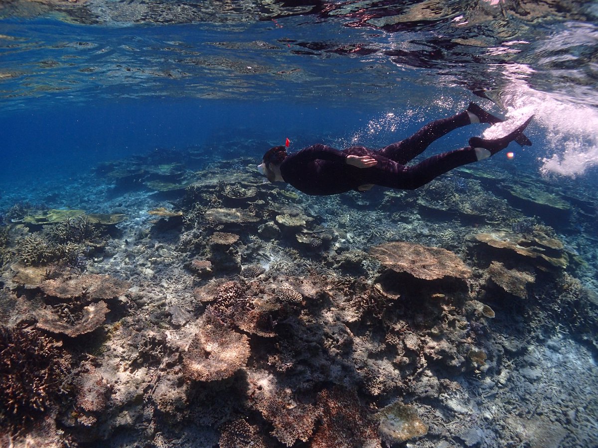 PacSetTravel's tweet photo. Fantastic moments snorkeling on our last day in Miyakojima
#miyakojima #snorkeling #pacsettours https://t.co/2OAQXlpdPW