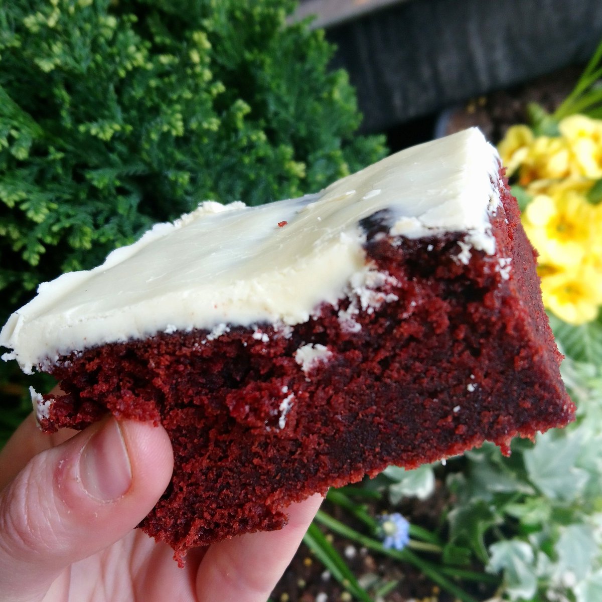 Have you tried our new Brownie flavours yet? Red Velvet and Cookie Brownies! #vegan #vegancake #veganbakery #northernquarter #plantbased #manchester #veganbrownie #redvelvet