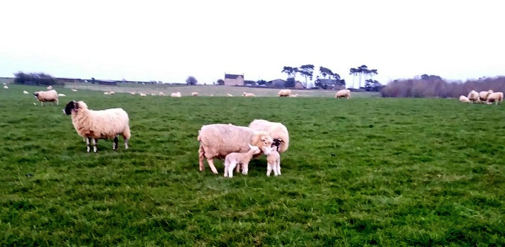 And we're off! Lambing 2018 got into full swing over the weekend starting with three sets of twins! #farming #Lambing18 #lambinglive #Cotswolds #highlanders #FarmShopUk