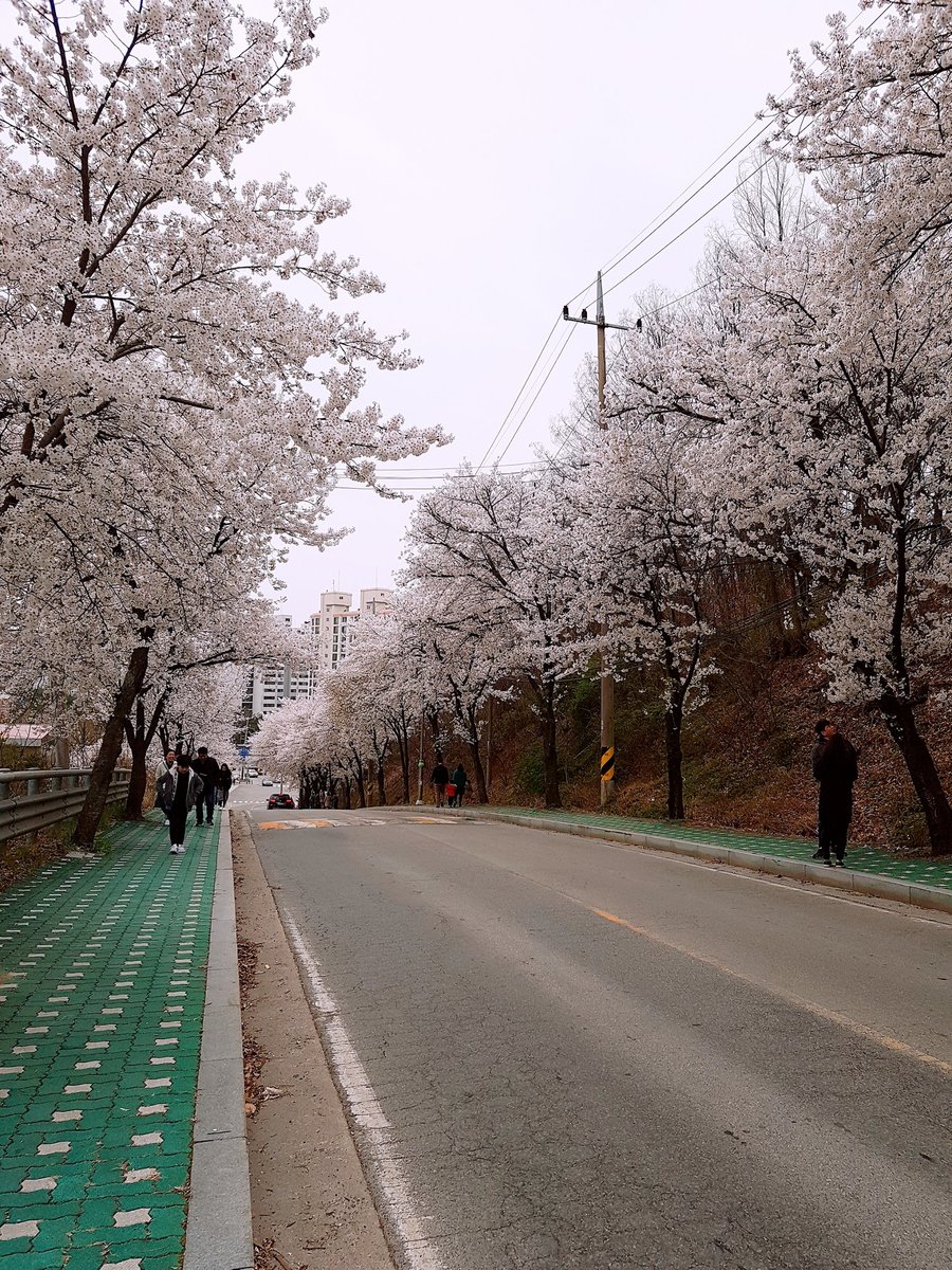 toget0318's tweet photo. #그림자료 

벚꽃사진입니다. 밝을때2장 어두울때2장 입니다. https://t.co/gAMWMxQYSX