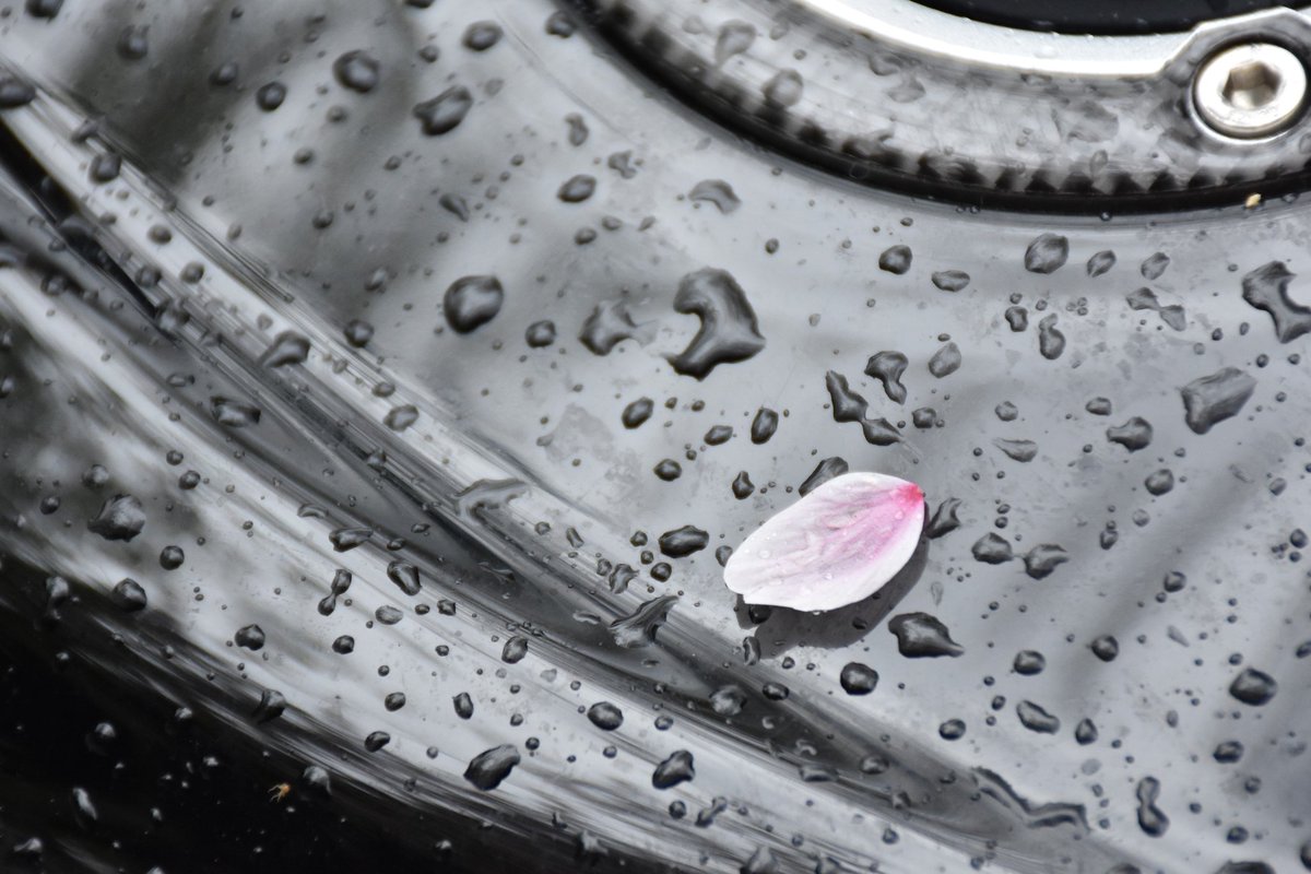 GON_with_GSX_R's tweet photo. 最近呟いてなかったけど、つい2,3日前にこれで今シーズン桜も見納めか~とか思いながら撮ったのでバイクメインの散り行く桜をご覧下さい。
#桜 #少しでもいいと思ったらRT #バイク乗りと繋がりたい #gsx_r #香川県 https://t.co/PQ0BePsvmn